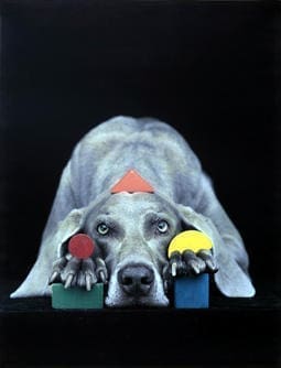 William Wegman, Basic Shapes, 1993, color Polaroid, 24 x 20 in., Courtesy of the artist.