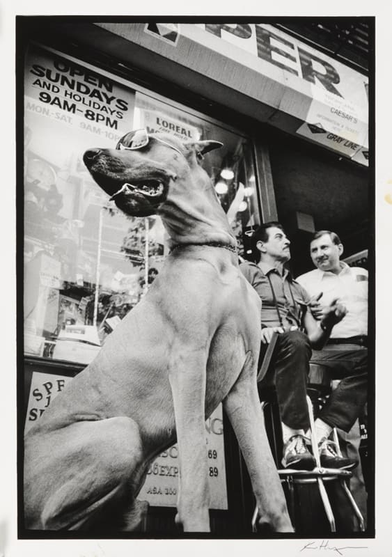 Dog in Sunglasses, NYC